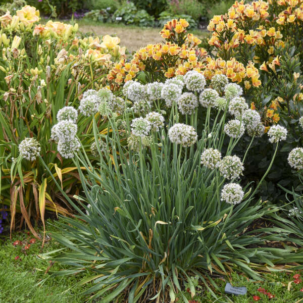 Allium, Bobblehead