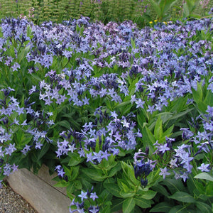 Amsonia, Blue Ice (Blue Star(