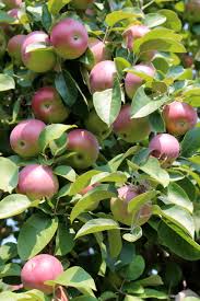 Apple, Cortland Semi-Dwarf