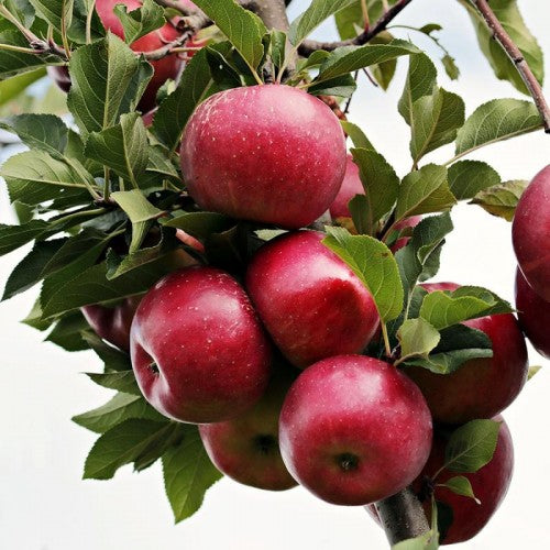 Apple, Liberty Semi-Dwarf