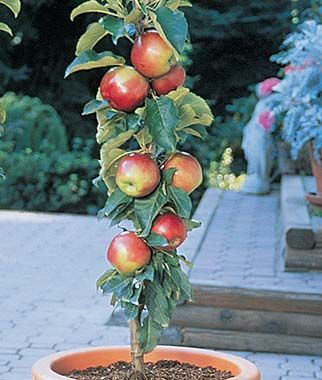 Apple, Silhouette Scarlet Sentinel