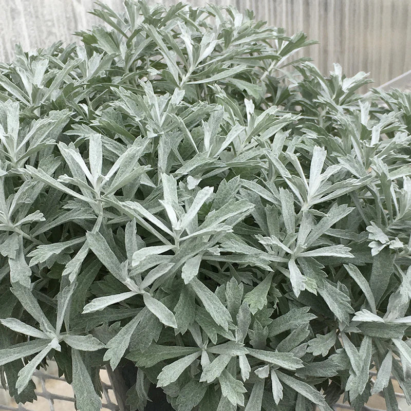 Artemisia, Garden Ghost 1g