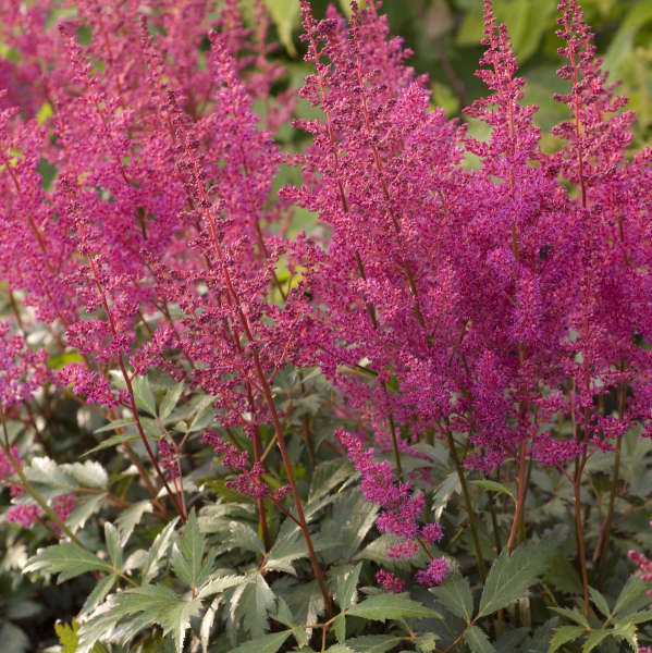 Astilbe, Elisabeth Van Veen