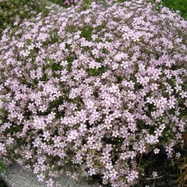 Baby's Breath, Creeping Filou