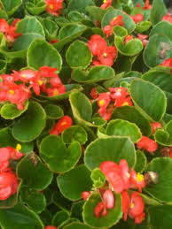 Begonia, Super Olympia Red Wax 6 plants/ box