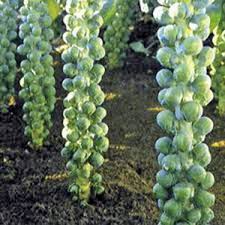 Brussel Sprouts, Long Island Green 2 plants/ pot
