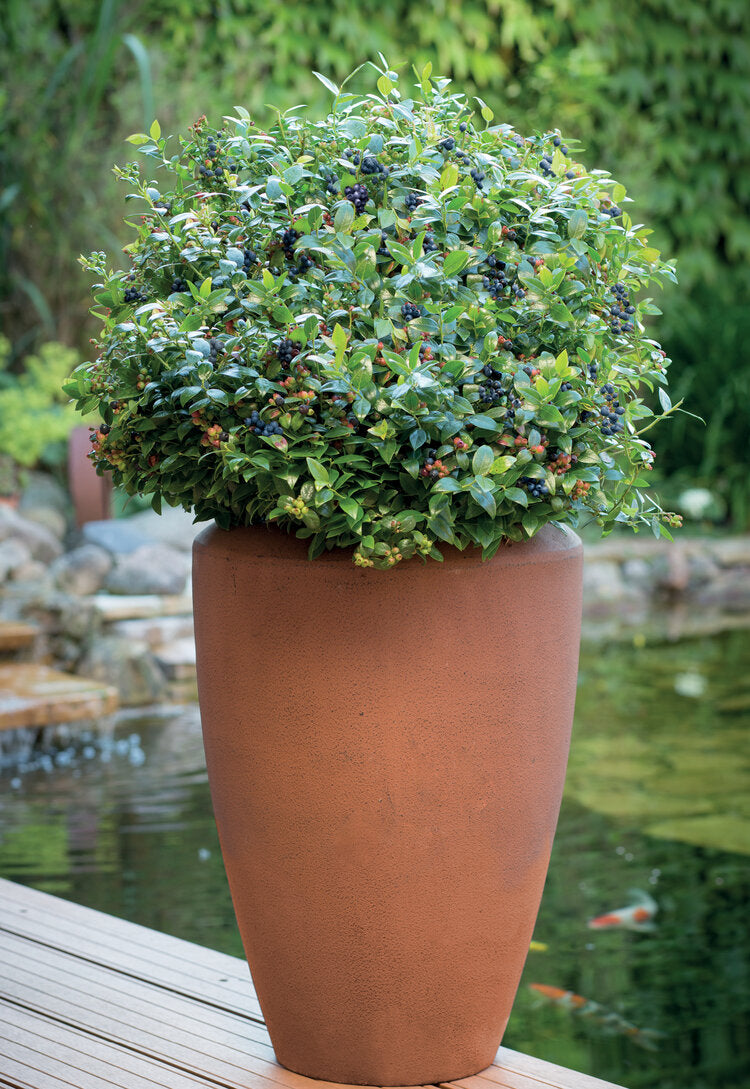 Blueberry, Bushel & Berry Berrybux