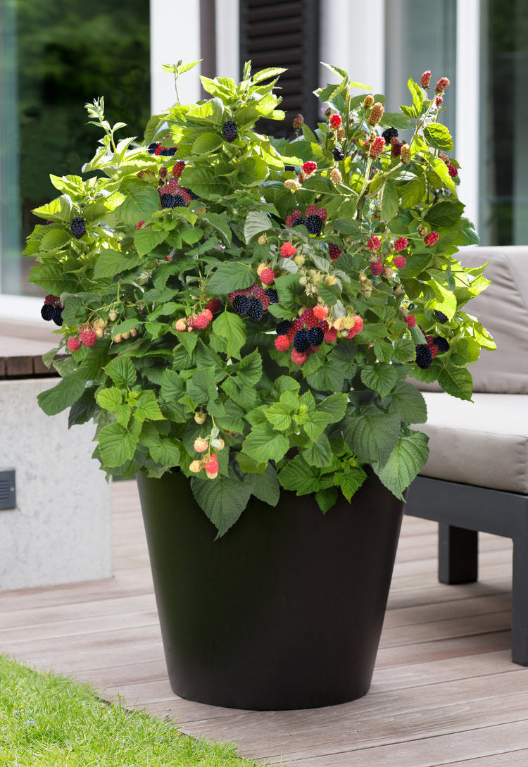 Blackberry, Bushel & Berry Baby Cakes