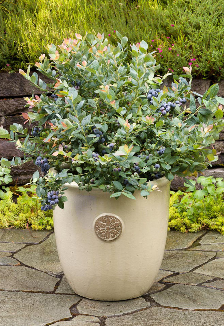 Blueberry, Bushel & Berry Pink Icing