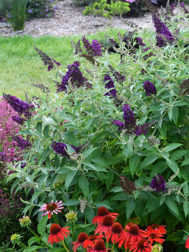 Butterfly Bush, Dark Dynasty