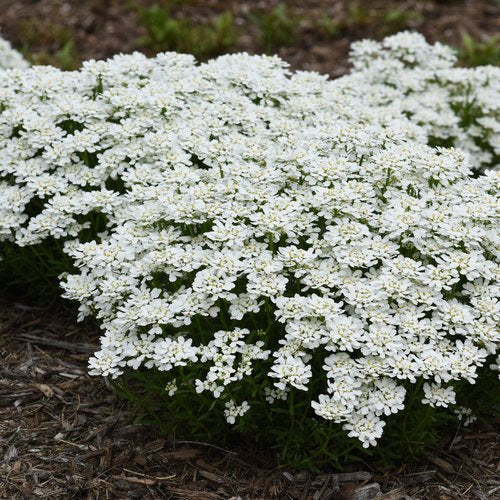 Candytuft, Snowsation