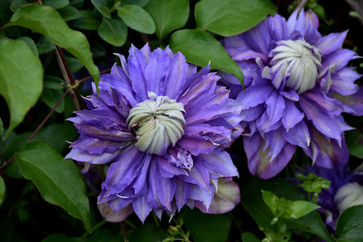 Clematis, Diamantina
