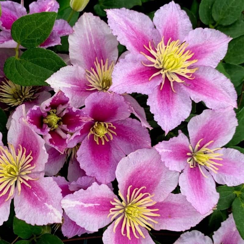 Clematis, Kivso Piilu