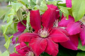 Clematis, Rebecca