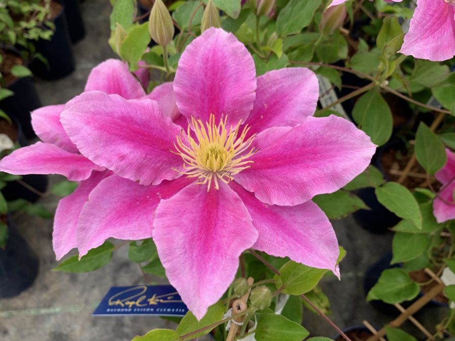 Clematis, Vicki