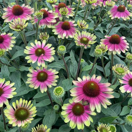 Coneflower, Sweet Sandia