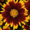 Tickseed, UpTick Red