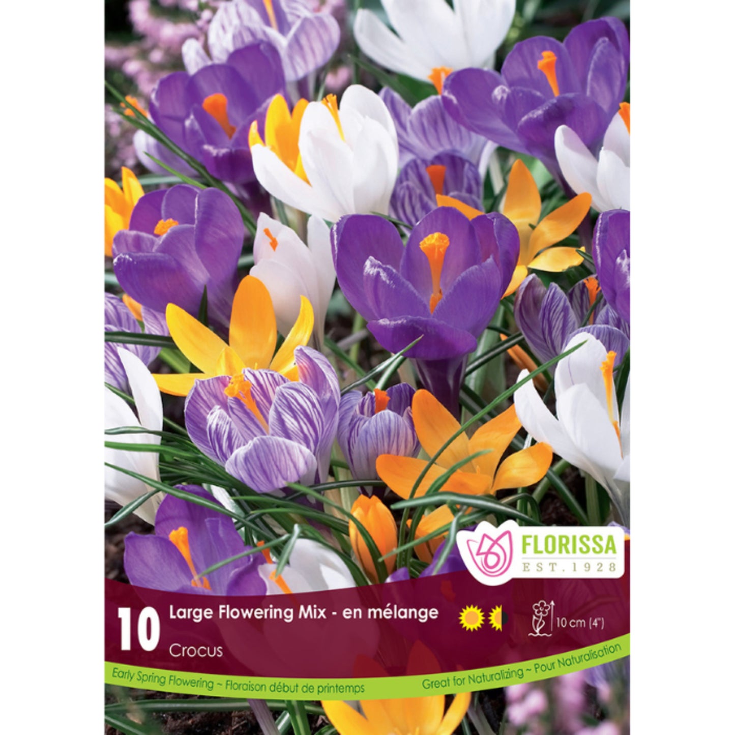 Crocus Bulb, Large Flowering Mix 10/ pkg