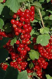 Currant, Red Lake