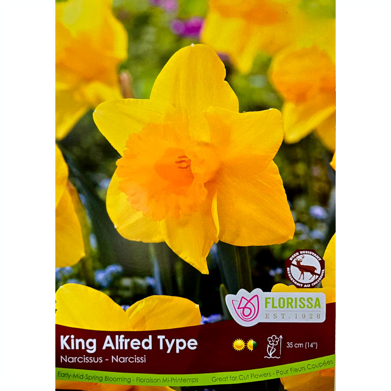 Daffodil Bulb, King Alfred 5/ pkg