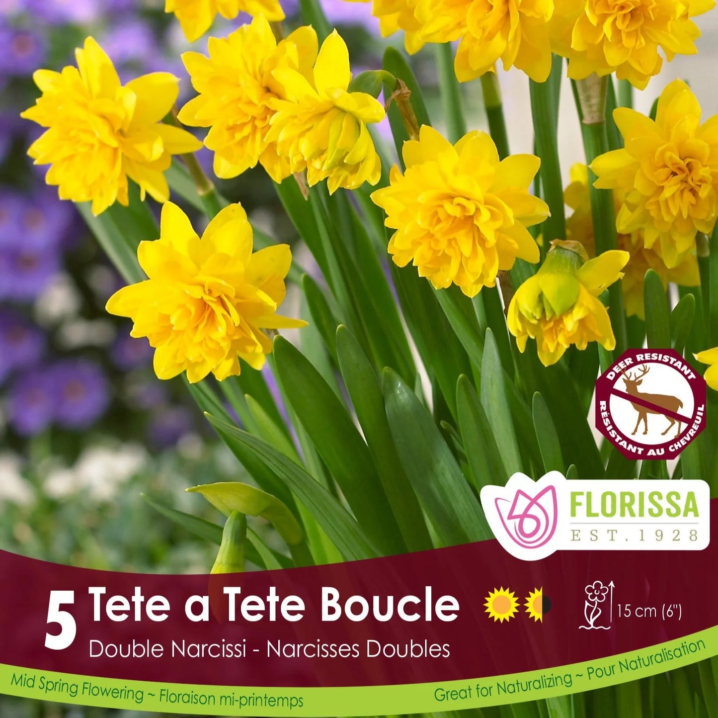 Daffodil Bulb, Tete A Tete