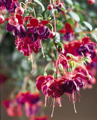 10" Hanging Basket, Dark Eyes Fuchsia