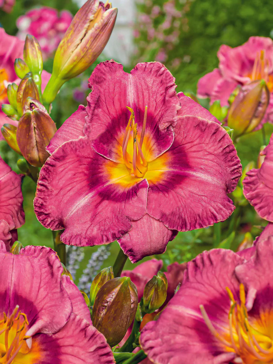 Daylily, Always Liberty