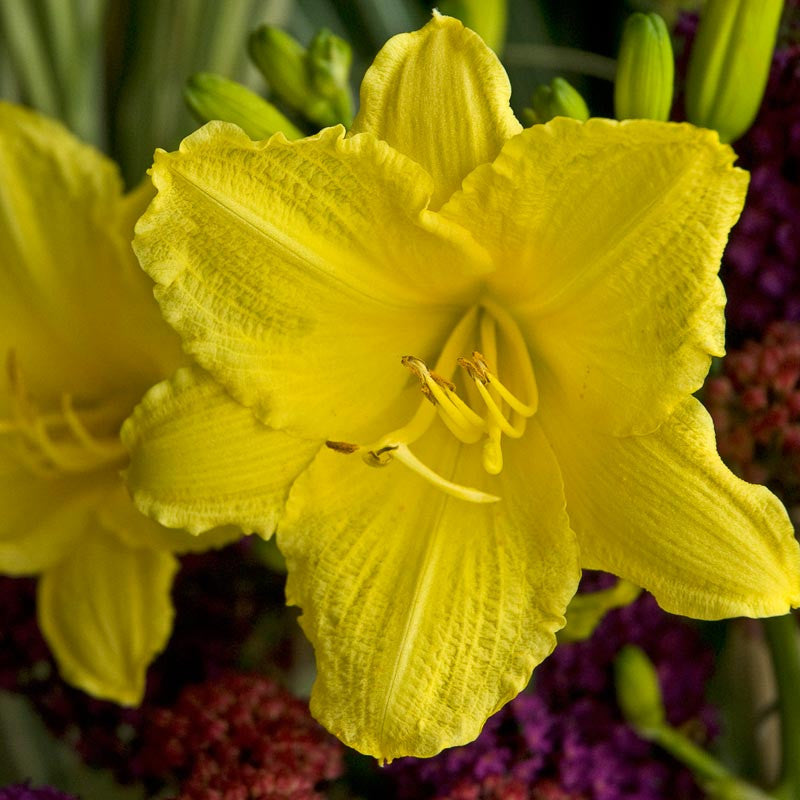 Daylily, Happy Returns 1g
