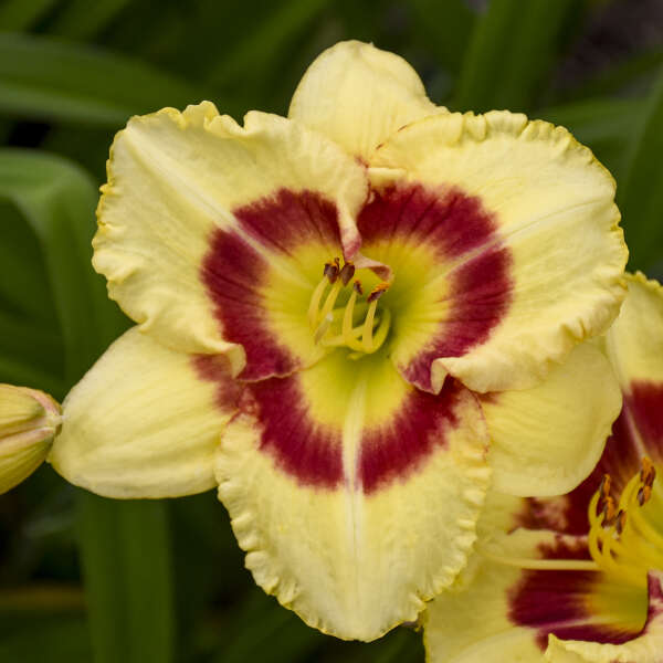 Daylily, Monterrey Jack