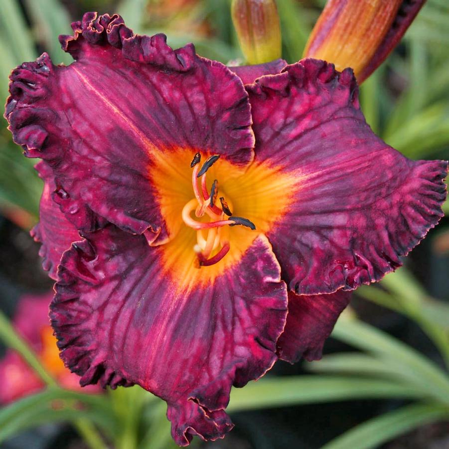 Daylily, Purplelicious