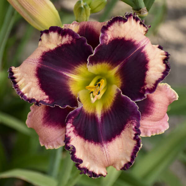 Daylily, Rock Solid