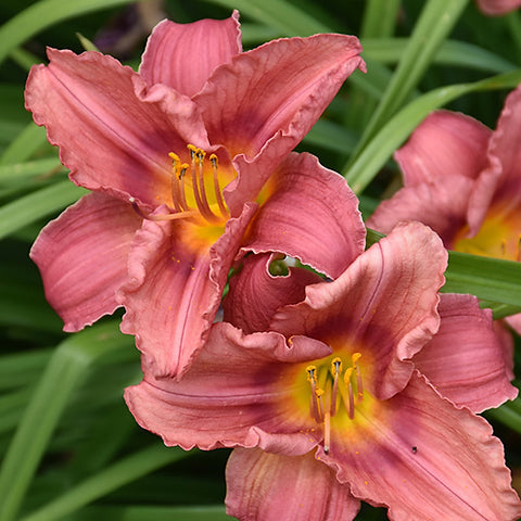 Daylily, Rosy Returns