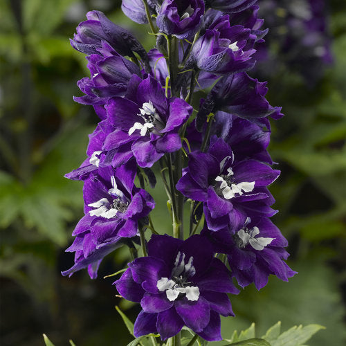 Delphinium, Dark Blue White Bee