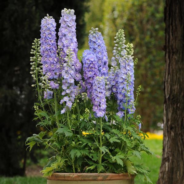 Delphinium, Guardian Lavender