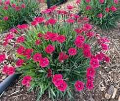 Dianthus, Pashmina Berry Red