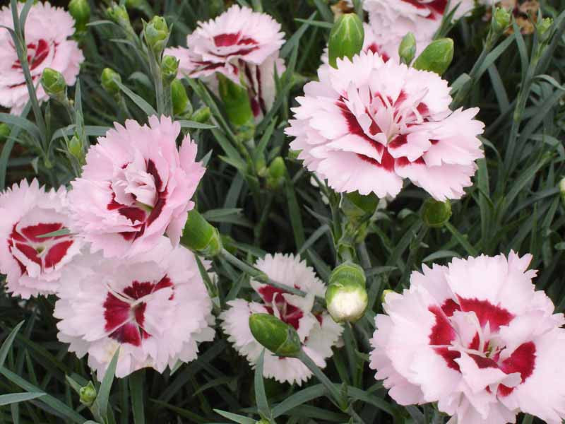 Dianthus, Scent First Raspberry Surprise