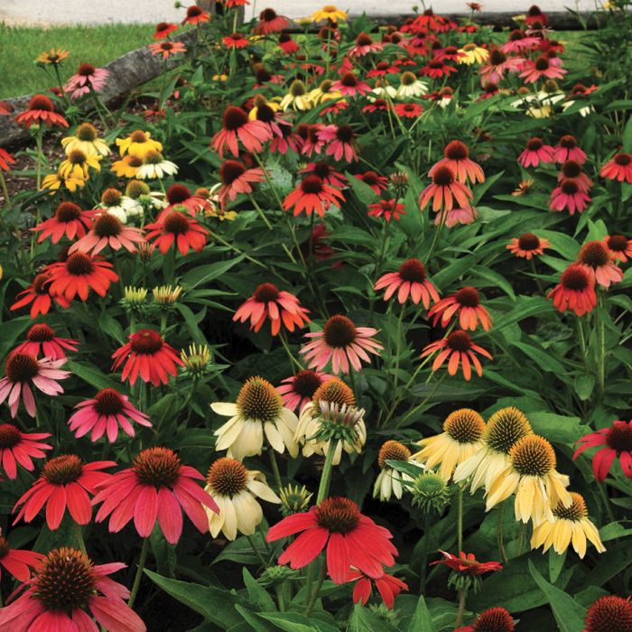 Coneflower, Cheyenne Spirit