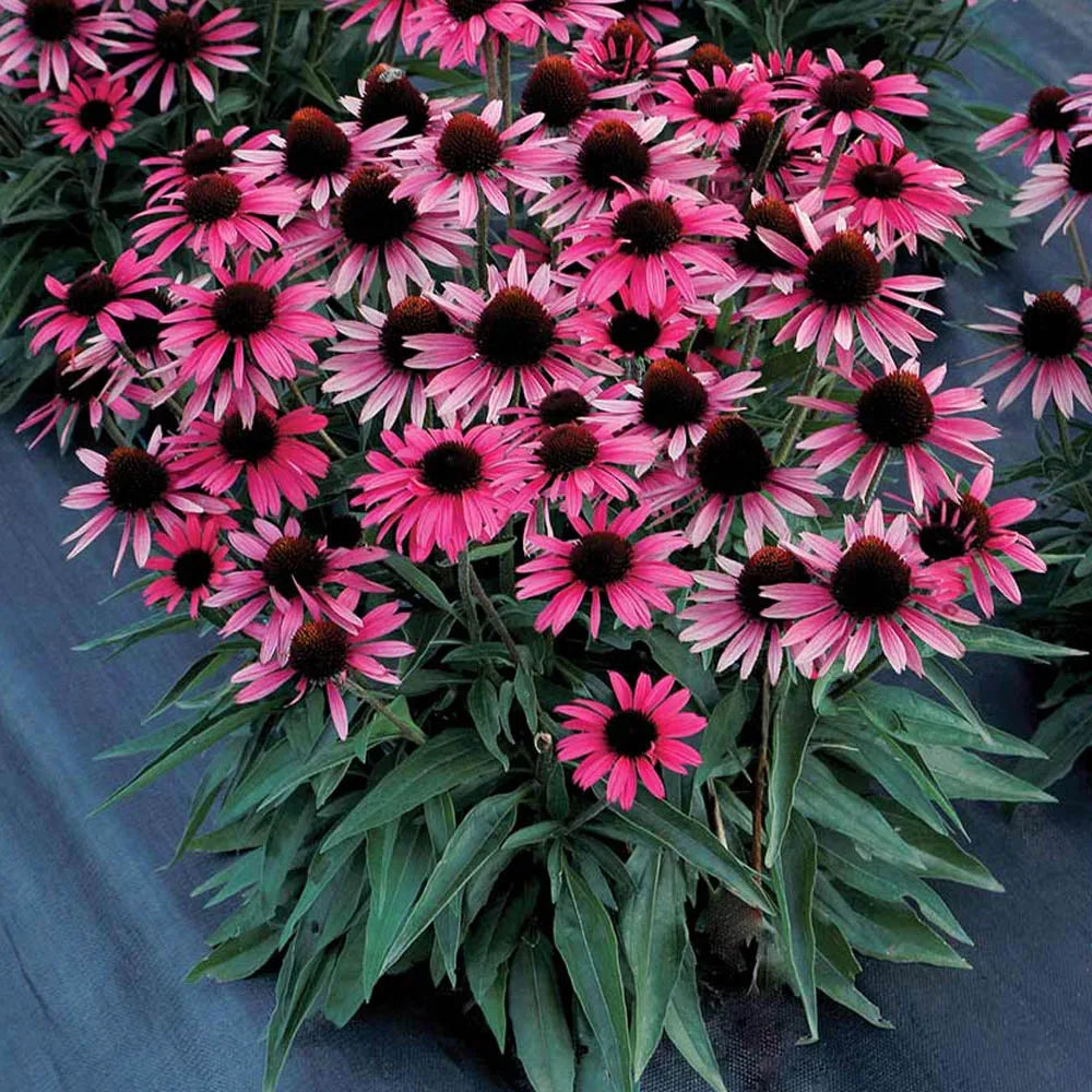 Coneflower, Dark Shadows Wicked