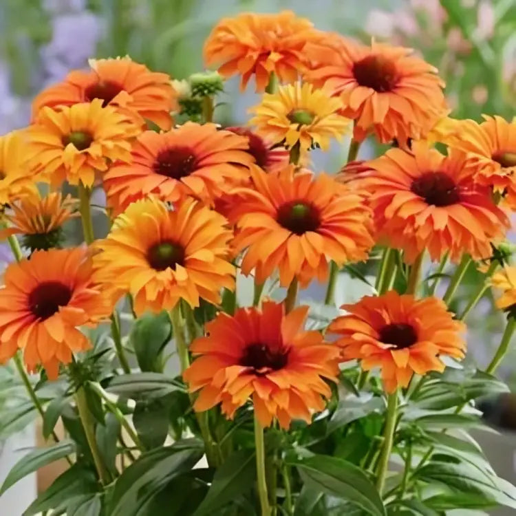 Coneflower, SunSeeker Mineola