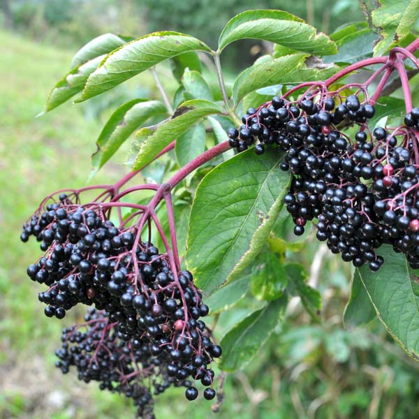 Elderberry, Johns