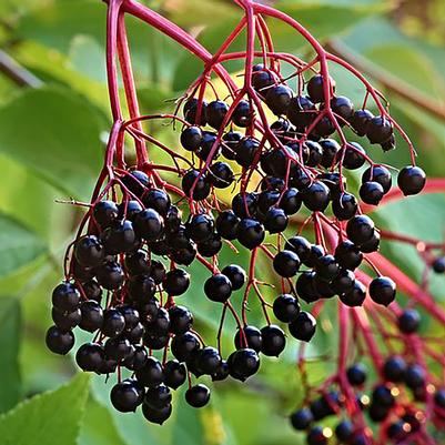 Elderberry, Kent