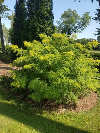 Elderberry, Lemony Lace