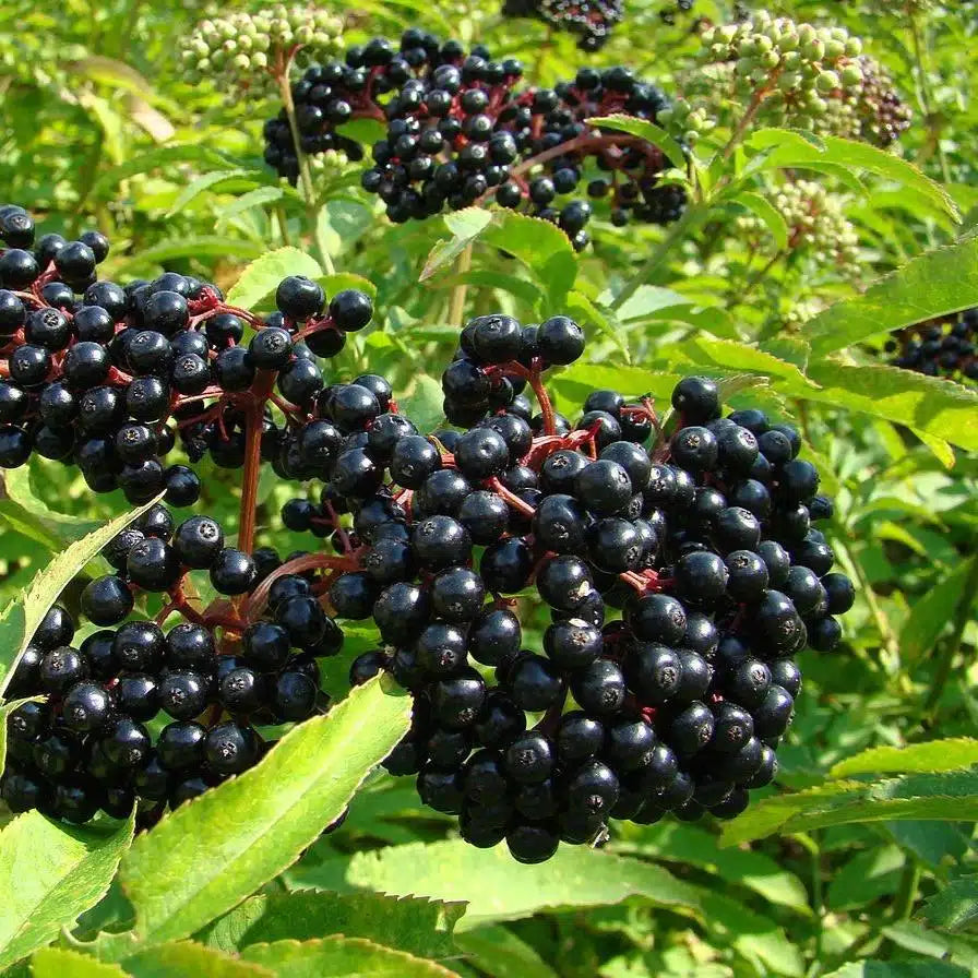 Elderberry, Scotia