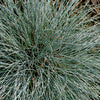 Fescue, Beyond Blue