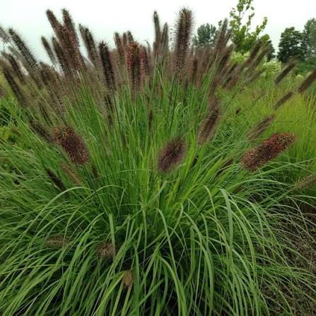 Fountain Grass, Ginger Love