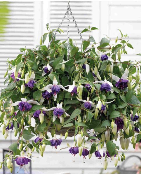 10" Hanging Basket, Blue Angel Fuchsia