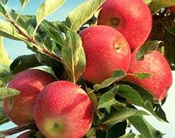 Apple, Gala Semi-Dwarf