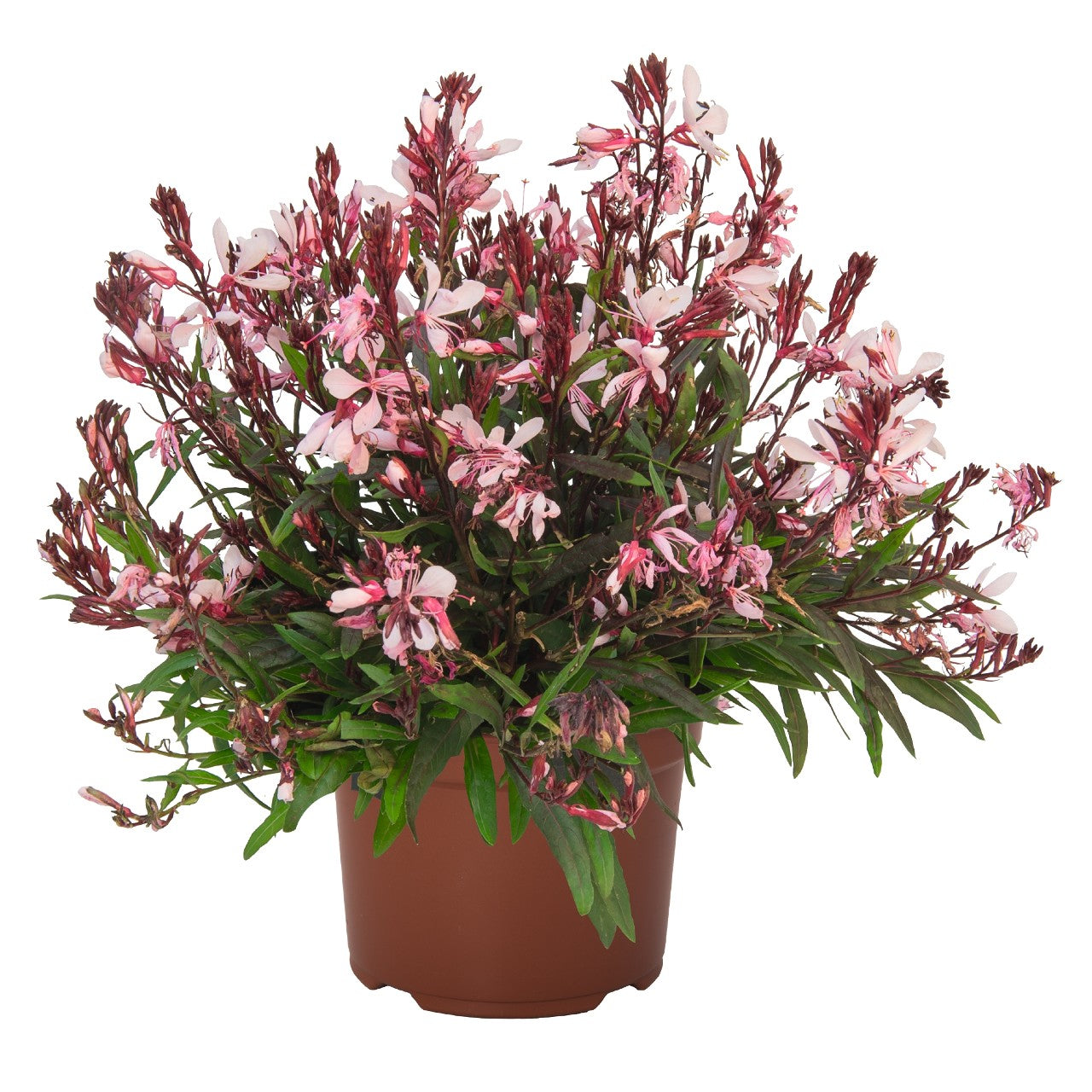 Gaura, Graceful Pink 1qt