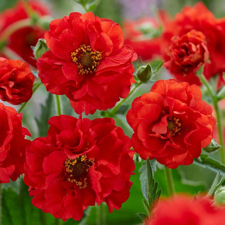 Geum, Firestarter