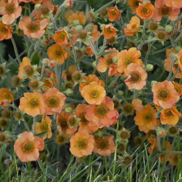 Geum, Totally Tangerine